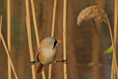 Bearded Tit