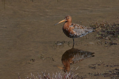 Shorebirds