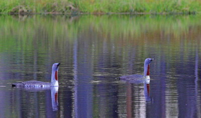 Red-throated-Diver.jpg