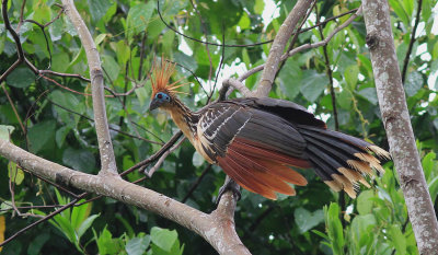 Hoatzin A.jpg