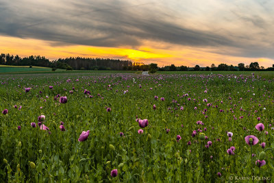 Bckermohn