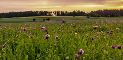 Bckermohn