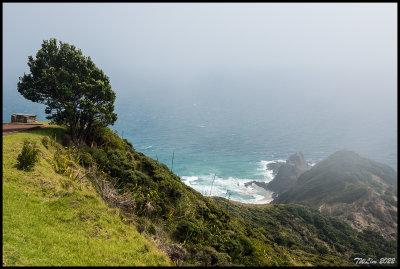 A solitary tree in the midst