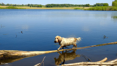 Lucy balancing on a log by the pond