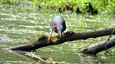  Green Heron fishing intensive in the pond
