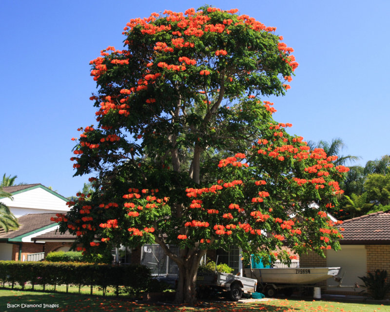 African_Tulip_Tree.jpg