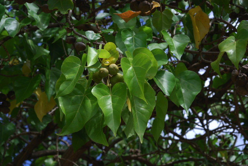 Milo_tree_malvaceae.jpg