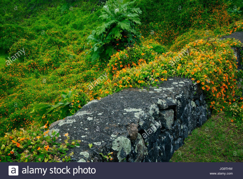  black eye daisy-slope-stone-wall-maui