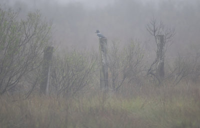 Kingfisher_in_fog.jpg