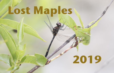 Dragonflies of Lost Maples State Natural Area