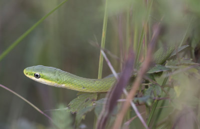 Rough Green Snake.jpg
