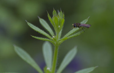 Tiny Fly.jpg