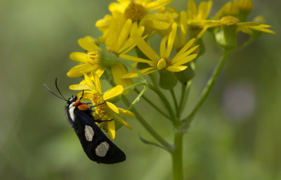 Eight Spotted Forrester moth.jpg