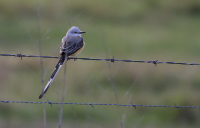 Scissor-tailed Flycatcher.jpg