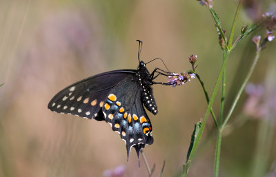 Black Swallowtail.jpg