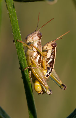 Grasshoppers.jpg