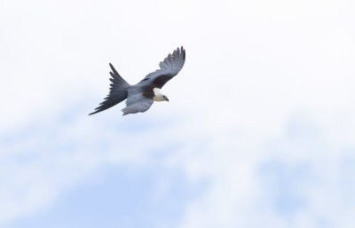 Swallow-tailed Kite.jpg