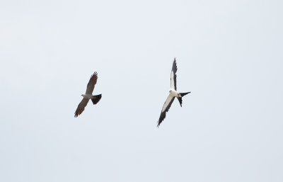 Mississippi Kite and Swallow-tail Kite .jpg