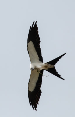 Swallow-tail Kite with snake.jpg