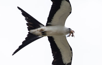 Swallow-Tail Kite with baby bird.jpg