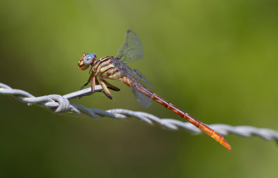 Russet-tipped Clubtail.jpg