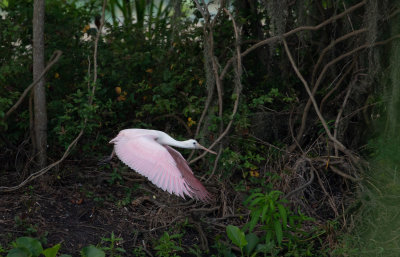 Roseate Spoonbill 2.jpg