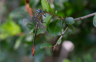 Russet-tipped Clubtail 1.jpg