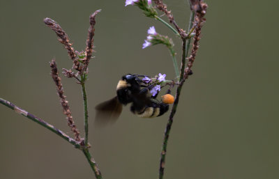 American Bumblebee.jpg