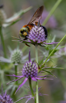 Carpenter Bee 2.jpg