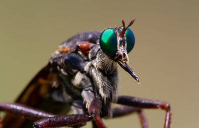 Robberfly 1.jpg