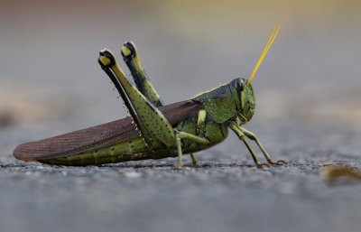 Obscure Bird Grasshopper.jpg