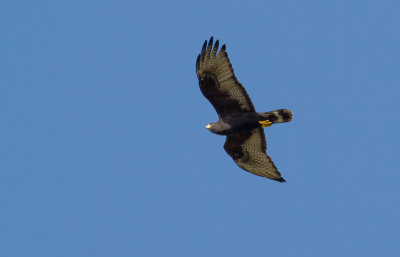 Zone-tailed Hawk.jpg