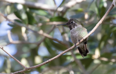 Anna's Hummingbird 1.jpg
