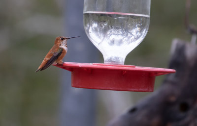 Rufous Hummingbird 2.jpg