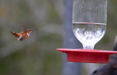 Rufous Hummingbird 1.jpg