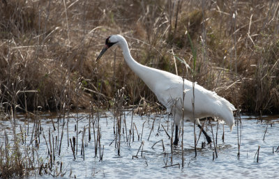 Whooping Crane 2.jpg