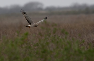 male Northern Harrier.jpg