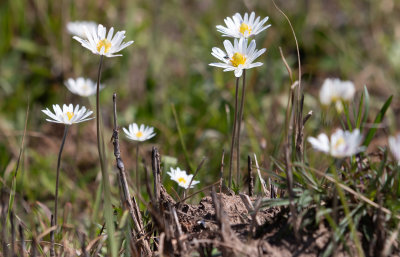 Ten-petal Anemone 1.jpg