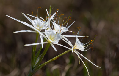 Spider Lily 2.jpg