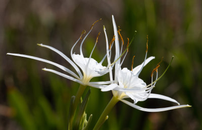 spider Lily 1.jpg