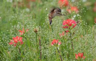 Rufous Hummingbird 4.jpg