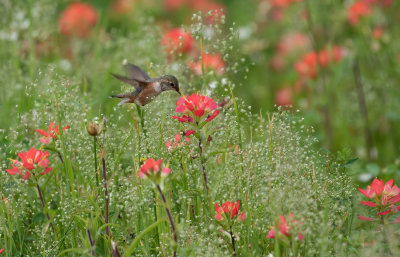 Rufous Hummingbird 3.jpg