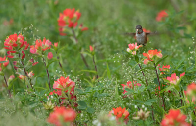 Rufous Hummingbird 2.jpg