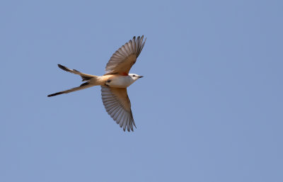 Scissor-tailed Flycatcher .jpg