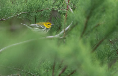 Black-throated Green Warbler.jpg