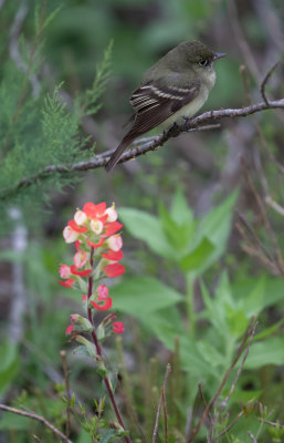 flycatcher.jpg