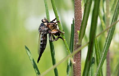 Robberfly with lunch.jpg