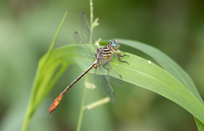 Russet-tipped Clubtail 3.jpg