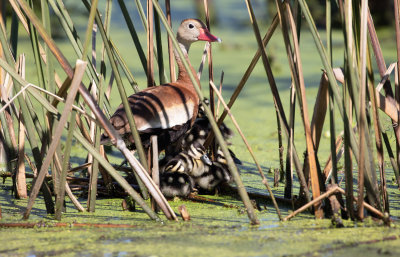 Black-bellied Whistling-Duck with ducklings.jpg