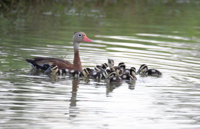 Black-bellied Whistling-Duck family.jpg
